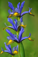A Beautiful Iris against a soft green background © grahamspics