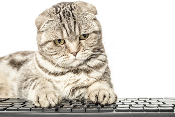 Scottish Fold works sitting at a computer