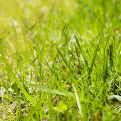 Close up of Spring Field Grass. Selective focus, Shallow depth o