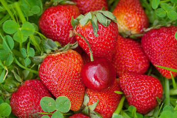 strawberries and cherry lying on green grass