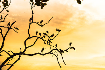 Silhouette of asian open billed stork birds on treetop