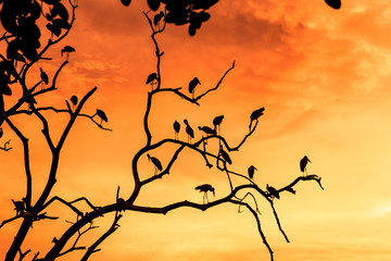 Silhouette of asian open billed stork birds on treetop
