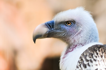 Griffon vulture closeup portrait
