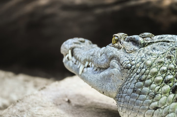 Rear view of crocodile basking on a rock