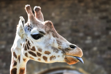 Giraffe sticking its tongue out