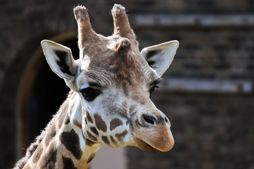Cute giraffe closeup portrait