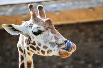 Naklejka premium Funny giraffe picking nose with its tongue