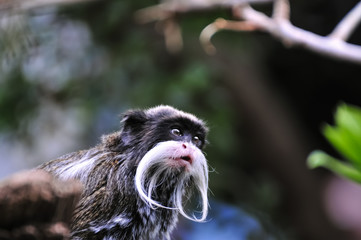 Emperor Tamarin Monkey watching something