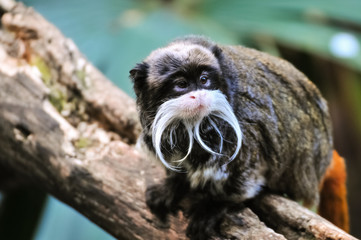 Emperor Tamarin Monkey sitting on branch and watching something