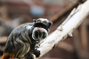 Emperor Tamarin Monkey sitting on branch and watching something