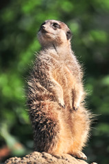 Meerkat sitting on rock watching out for predators