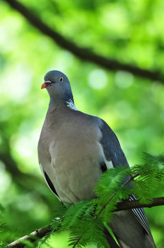 Closeup of wood pigeon sitting on branch