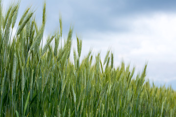Wheat field in spring