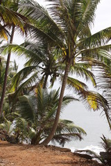 Guyane - Les Îles du Salut - Mai 2014