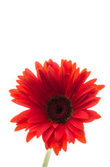 Gerbera