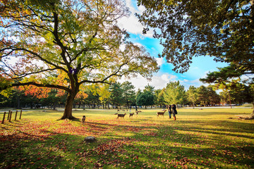 Deer in Nara, Japan, at fall