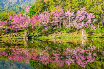 Beautiful Sakura pink flower on mountain with lake