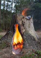 Flaming pine stump