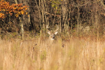 White-tailed Deer