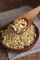 germogli di lenticchie