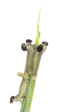 Neodiprion sertifer, european pine sawfly larva