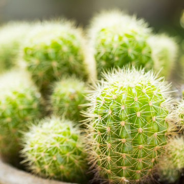 Cactus in the nature Thailand