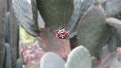 ARAÑA TEJEDORA