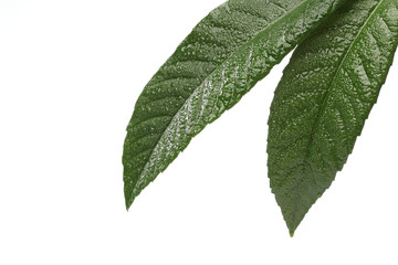 Naklejka na ściany i meble Fresh green leaf isolated on white background