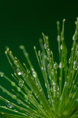 Fototapeta na wymiar Fresh plant with water drops on green background