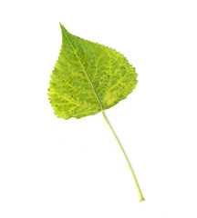 Fototapeta premium leaf on white background
