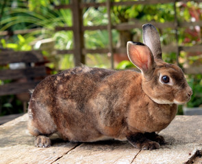 rabbit in the nature