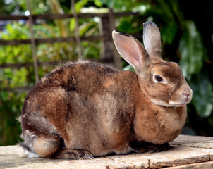 rabbit in the nature