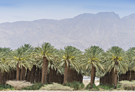 Palm plantation at desert of the Negev, Israel
