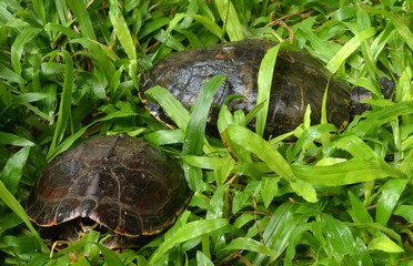 Turtle in the grass