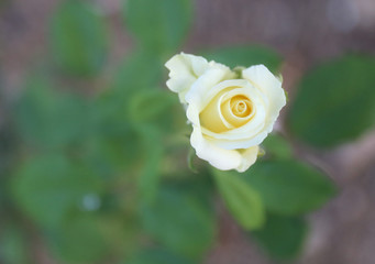 top view yellow rose with blur background