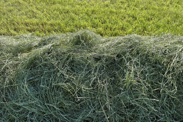 Mowed hay.