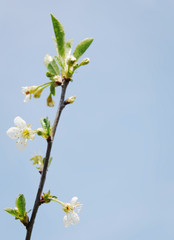 Blooming cherry sprig
