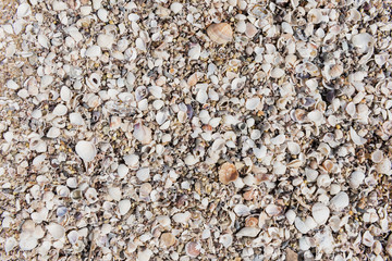 Array of seashells on the beach