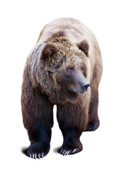 Brown bear. Isolated  over white