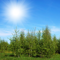 Summer landscape with birch trees