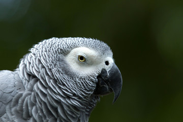 Obraz premium parrot bird