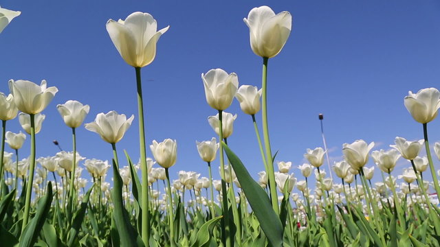 field of white tulips blooming - slider dolly shot 