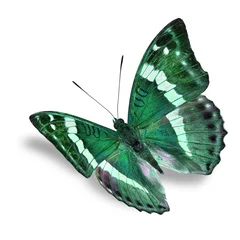 Crédence de cuisine en verre imprimé Papillon green butterfly