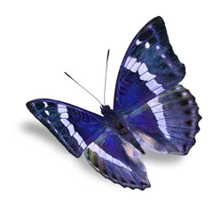 Crédence de cuisine en verre imprimé Papillon blue butterfly
