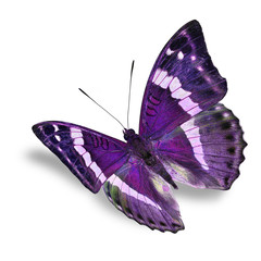 papillon violet