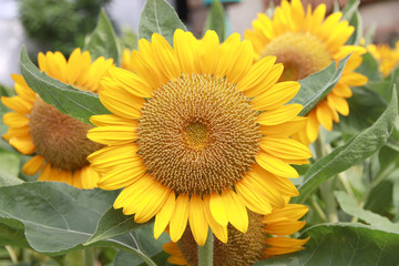 Naklejka premium Sunflower in the garden