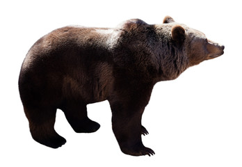 Fototapeta premium standing bear. Isolated on white background