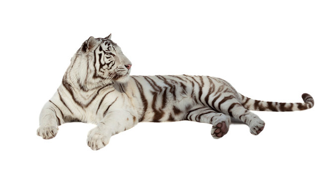 lying white tiger. Isolated  over white