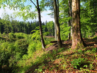 Obraz premium Карпатский дес