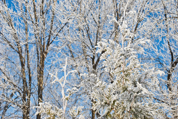 Hoarfrost on branches of a tree